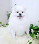 헤아림펫