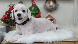 까까요dog