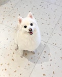 뽀얗개