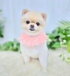 헤아림펫