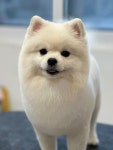 간지나개