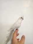 미어캣인더시티