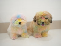 애견호텔 맘바이 부산사하구점