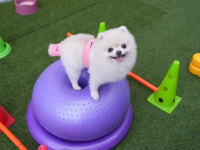 애견호텔 맘바이 부산사하구점