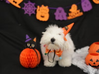 애견호텔 맘바이 부산사하구점