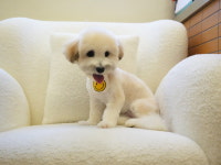 애견호텔 맘바이 부산사하구점