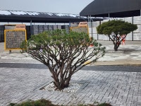 드림조경