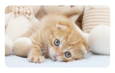 부천강아지분양 고양이분양 24시 데려가개 부천점