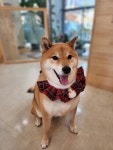 댕댕사우나
