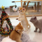 캣스토리 고양이분양 일산본점