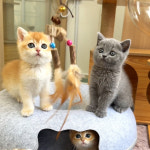 캣스토리 고양이분양 일산본점