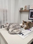 우솔종합동물병원