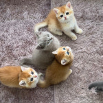 캣스토리 고양이분양 일산본점