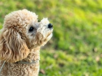 스누독애견유치원애견호텔