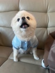 이쁘개 애견샵