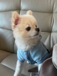 이쁘개 애견샵