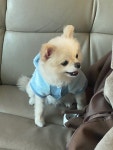 이쁘개 애견샵