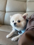 이쁘개 애견샵