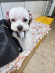 프로펫 애견미용실