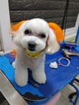 프로펫 애견미용실