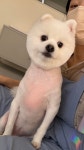 또또시 그루밍
