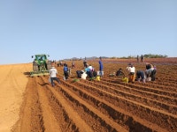민들레 농장 고구마