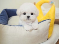 부산애견호텔 강아지유치원 펫퍼센트 코모네하우스