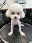 왈왈그루밍