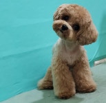 꼼지락강아지