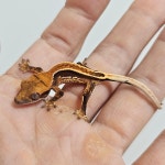 파충류샵 게코몽 인천검단신도시점