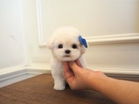 부산애견호텔 강아지유치원 펫퍼센트 코모네하우스