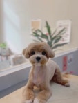 후즈독