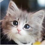 다온 입양센터 본점 남양주 강아지 고양이 분양