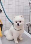 그루밍 하니