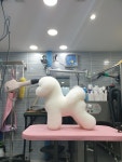 뿌이숑