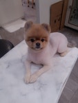 솔리스텔라 애견미용