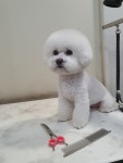 솔리스텔라 애견미용