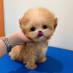 퍼피에몽 강아지분양 시흥점