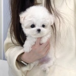 퍼피에몽 강아지분양 시흥점