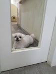 솔리스텔라 애견미용