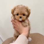 퍼피에몽 강아지분양 시흥점