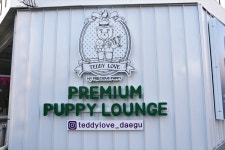 대구강아지분양 테디럽