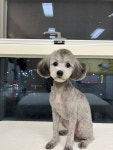복실이네 애견미용실