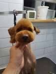 폼나개