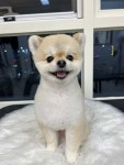 복실이네 애견미용실