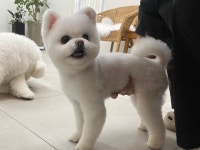 복실이네 애견미용실