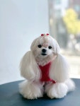 몽끌림