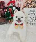 수멍발소 강아지미용실