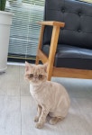 함께냥 대전점
