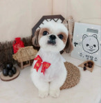 수멍발소 강아지미용실